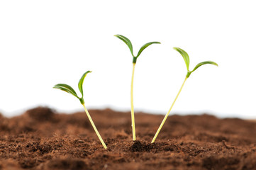 Green seedling illustrating concept of new life