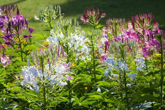 spider flower