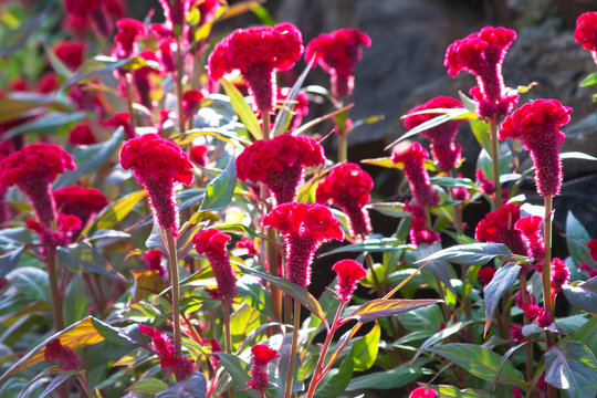 Celosia Cristata