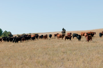 Grazing_03