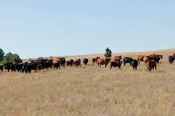 Grazing_03