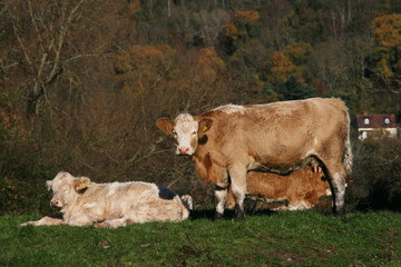 Cows relaxing on an Autumn Day