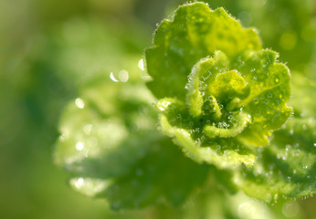 verde