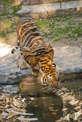 Fototapeta na wymiar Tigre de Sumatra
