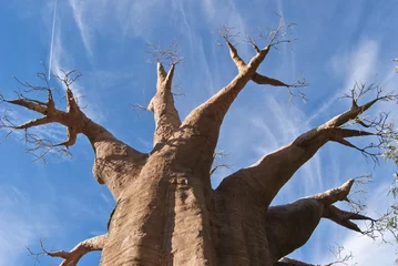 Papier Peint photo Baobab Baobab