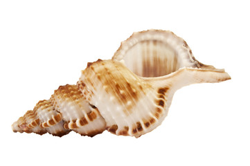 argobuccinum ranella