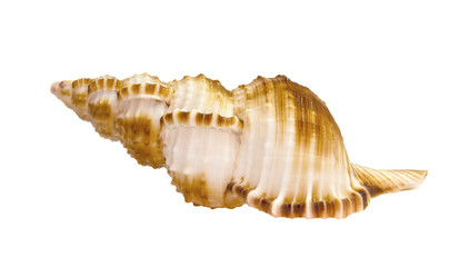 argobuccinum ranella