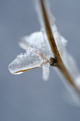 Bush branch covered with ice and snow