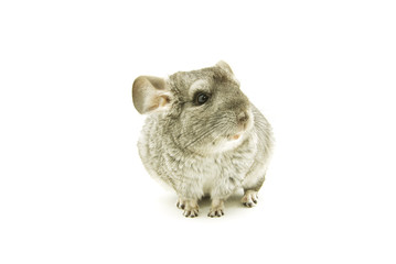 chinchilla