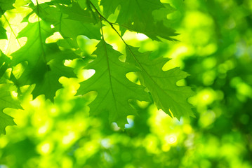 green leaves