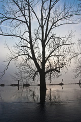 Fototapeta na wymiar tree in water