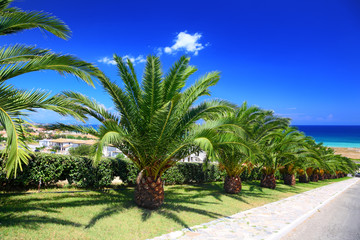 Fototapeta na wymiar Palm trees planted in row along mall leading to sea on sunny day