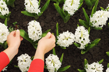 womans hands touching white hyacinth on flowerbed