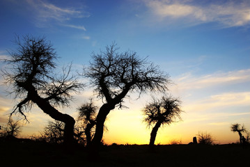 Fototapeta na wymiar Dead standing tree with sunset glow