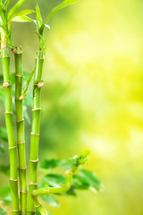 Fototapeta na wymiar Green Spa - bambus tle