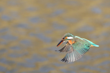 Obraz premium ホバリングするカワセミ