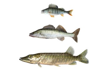 three predatory fish on white background