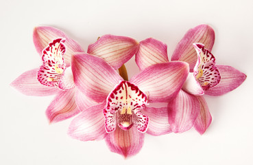 pink orchid on white