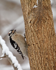 Downy Woodpecker, Picoides pubescens