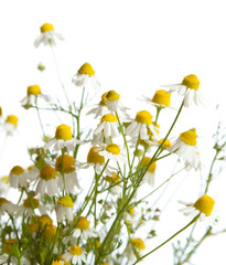 Chamomiles. very shallow depth of field, focus on near flower