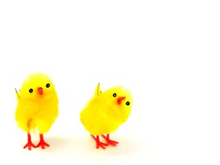 2 easter chicks on a white background with copy space