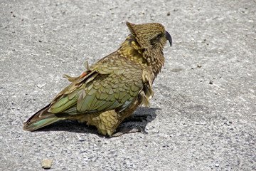 Kea 1