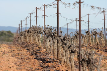 rang&eacute;es de vigne en hiver