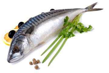 Mackerel