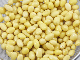 Soybean