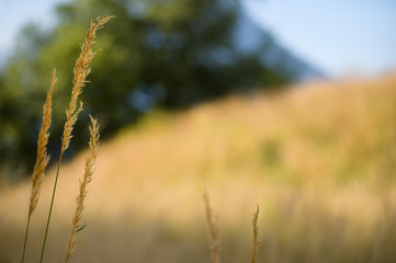 Fototapeta premium Three blades of grass