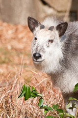 ニホンカモシカ