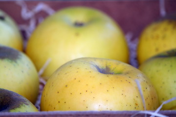mele gialle