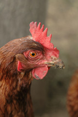 head of red chicken