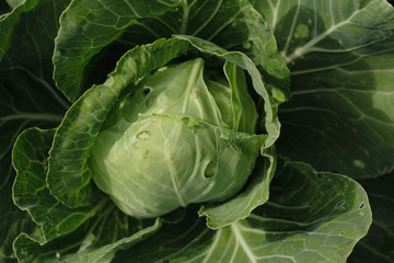 Obraz premium green cabbage