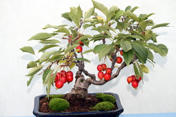 bonsai con frutti rossi