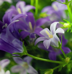 FORGET ME NOT © brelsbil