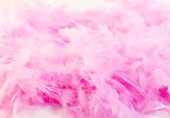 boa,rose,Pink,pink,plume,federn,	feather