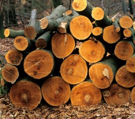Buchenstämme, Brennholz