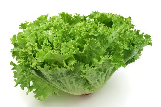 Lettuce - Lattuga A Foglia Riccia