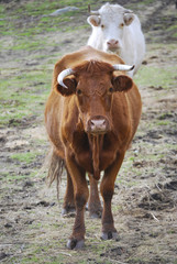 Brown cow