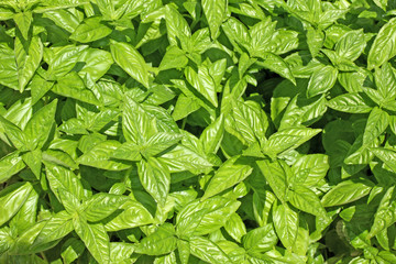 Basilic, Ocimum basilicum, Pistou