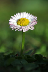 Obraz premium Daisy flower in a green field