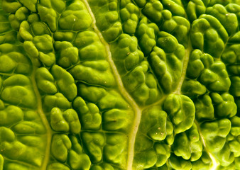 Obraz premium Leaf texture