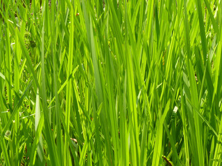 Fototapeta na wymiar Grünes Gras