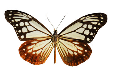 black and white butterfly
