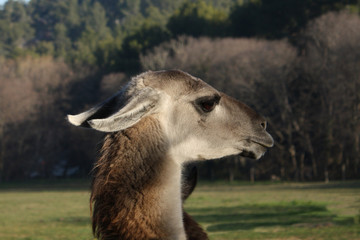 Tête de lama