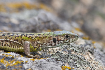 gray lizard (lacerta agilis)