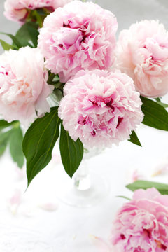 Fototapeta beautiful pink peony