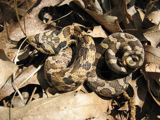 Baby Hognose Snake