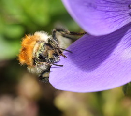 Macro d'Abeille butinant